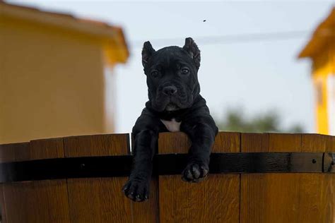 Cane corsos are quiet, loving, and very caring for their family. Buy dogs Cane corso and puppies for sale in Jacksonville ...
