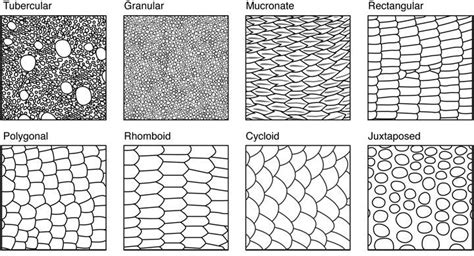 We did not find results for: 998117b613aec7e57ac0d7f6af6644a9.jpg (720×389) | Scale drawing, Snake drawing, Animal drawings