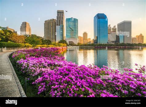 Lake With Purple Flowers In City Park Under Skyscrapers At Sunrise