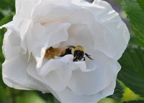 Deer Resistant Rose Petals And Wings