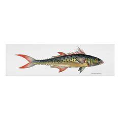 Fra wikipedia, den gratis encyklopædi. 24 best King Mackerel images on Pinterest | King mackerel ...