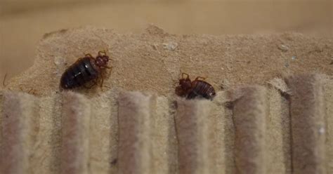 Bed Bugs Thriving Meaning More Calls To Pest Controllers Yorkshirelive
