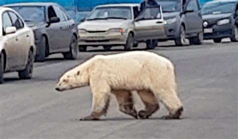Emaciated Polar Bear Spotted In Russian City Far From Usual Habitat