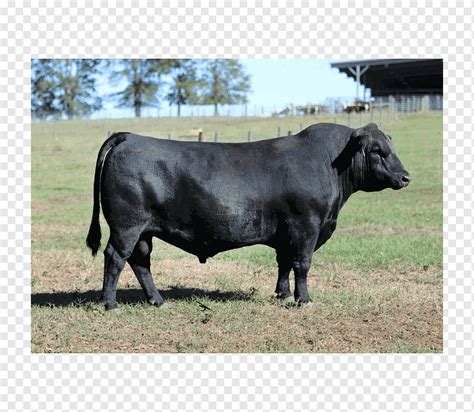 ماشية الثور Angus Brangus Brahman قرن الماشية ، Angus Cattle بقرة
