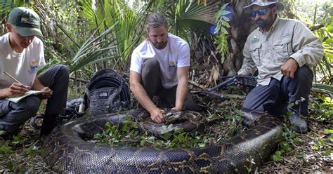 Scientists Haul In Heaviest Female Burmese Python Ever Captured In Florida Cbs Miami