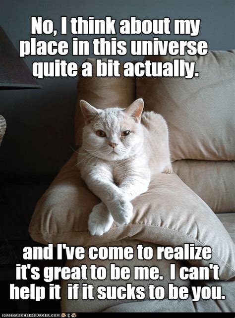 Sofa Cat Lolcats Lol Cat Memes Funny Cats Funny Cat Pictures
