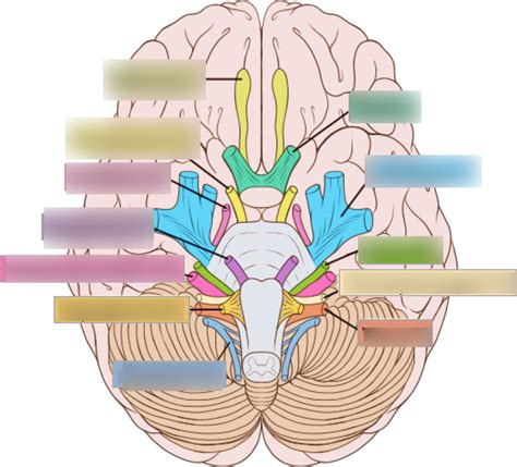 cranial nerves diagram quizlet