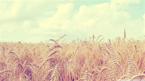 Wheat Harvest Wallpapers Top Free Wheat Harvest Backgrounds