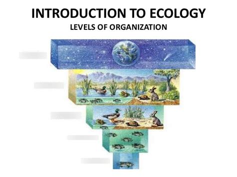 Ecological Levels Of Organization Mrs Wise Diagram Quizlet