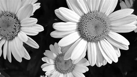 Black And White Daisy Wallpaper WallpaperSafari