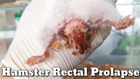 Hamster Rectal Prolapse Youtube