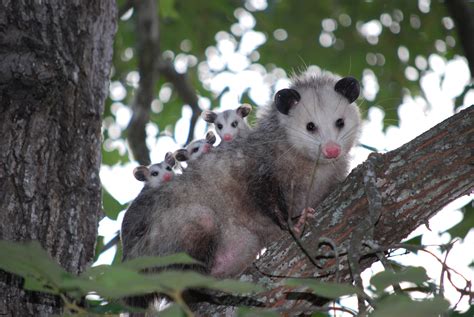 Did You Find An Opossum Hole Gregory Pest Solutions