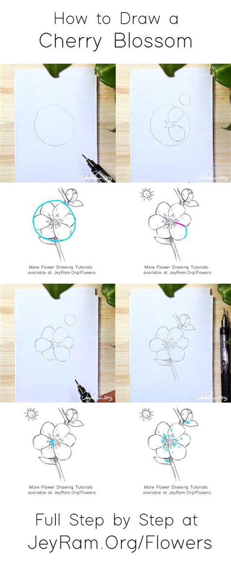 Just like the other lesson we did on a blossom you will draw a smaller circle in the center of the. How to Draw a Sakura Cherry Blossom, Full guide on JeyRam ...