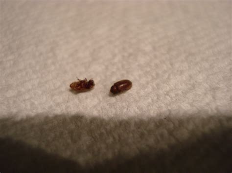 Brown Small Insects In Kitchen
