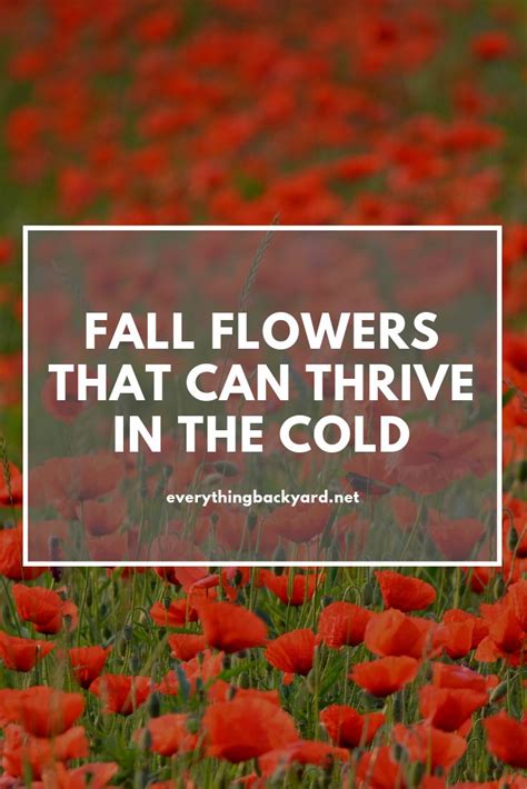 Fall Flowers That Can Thrive In Cold Temperatures Cold Weather