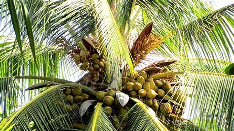 Revolutionizing The Coconut Industry Through Digital Emp Daily Ft