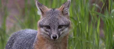 Gray Fox Animal Facts Urocyon Cinereoargenteus Az Animals