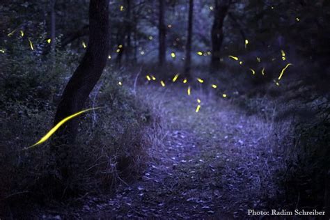 Fireflies In The Dark