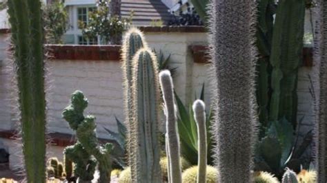 Water—either too much or not enough—is the hardest thing to get right and the most common reason cacti fail to thrive (or survive), but sweeping generalizations about how much and how often to water won't help you, since every type of cactus. Barrel cactus | Waterwise garden, Cactus, Barrel cactus