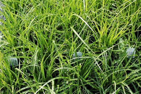 Carex Praegracilis California Field Sedge Clustered Field Sedge