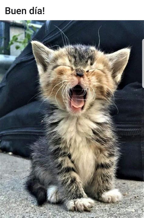 Pin De Mimiclau Romano En Buenos Días Gatos Bonitos Gatitos Lindos