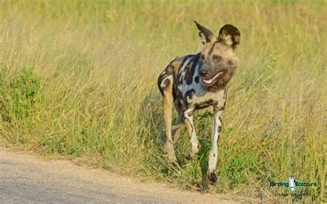 Custom Made Botswana Birding And Wildlife Tours Birding Ecotours