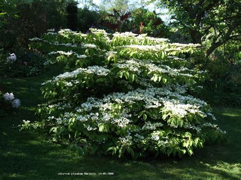 Deciduous Ornamental Shrubs North Carolina Wholesale Plants