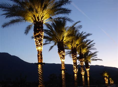 Palm Trees Are Lit Up At Night In Front Of Mountains And Sky With