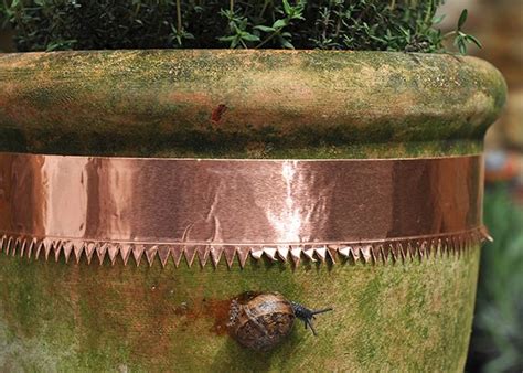 How to keep snails off vegetable garden. Copper snail and slug tape. This is a great way to keep ...