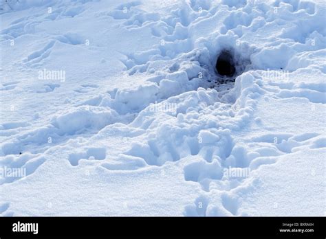 Rabbit Burrow In Snow Surrounded By Tracks Showing How Such A Warren