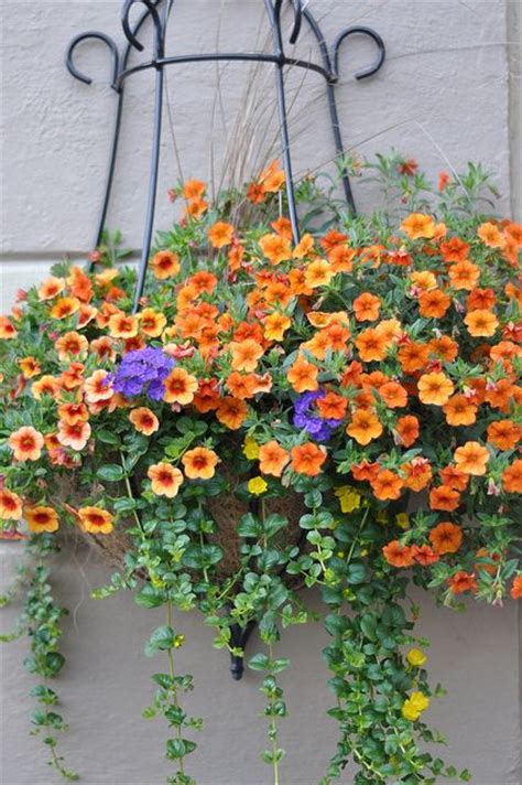 Maybe you would like to learn more about one of these? Calibrachoa 'Tanerine' Abundant, small petunia-like ...