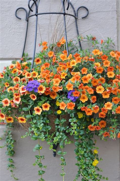 Hummingbirds are visually attracted to flowers; Calibrachoa 'Tanerine' Abundant, small petunia-like ...