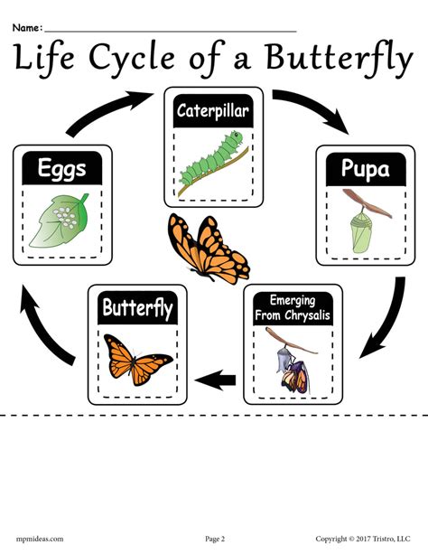 Life Cycle Of A Butterfly Free Printable Worksheet Supplyme