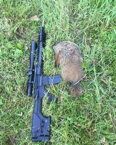 Brighton pest control companies and contractors offering pest control and vermin extermination services. Pin on Around the Farm