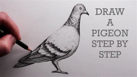 How To Draw A Pigeon Step By Step Pencil Drawing Tutorial For Beginners
