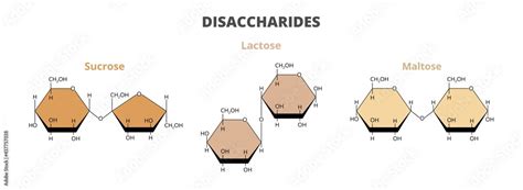 2d Vector Set The Molecular Structure Of The Dietary Disaccharides