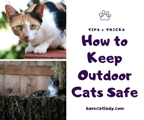 How To Keep Outdoor Cats Safe The Barn Cat Lady