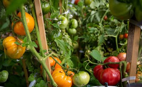 Grow Heirloom Tomatoes For Profit Expert Tips Grocycle