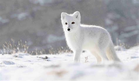 Arctic Fox Arctic Fox Found Wandering Loose In Michigan Upi Com