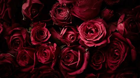 Красные Розы Обои На Рабочий Стол Telegraph
