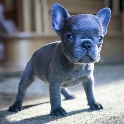 The blue french bulldog is a beautiful little dog. The Many Colors of the French Bulldog | PetsHotSpot.com