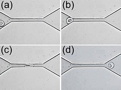 We did not find results for: MIT shows how blood cells change shape | MIT News ...