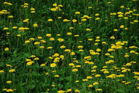 Meadow Of Yellow Dandelions Free Image Download