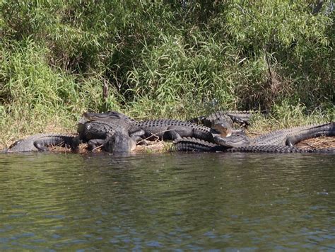 Get Eye To Eye With Alligators At Myakka River State Parks Deep Hole