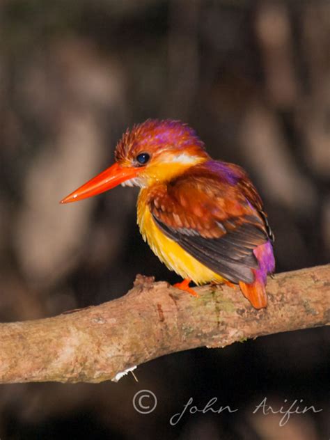 Bird Watching In Sarawak Borneo Photo Travel Asia