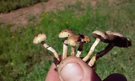 Pscilocybe Cubensis And Pan Subs Central Tx Id Help Mushroom