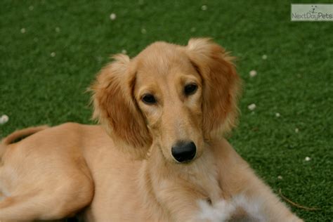 Sully: Saluki puppy for sale near Tucson, Arizona | d20d9cff-7171