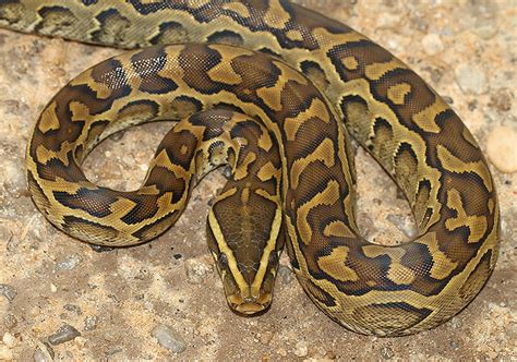 African Rock Python Python Sebae Found Crossing The Road Flickr