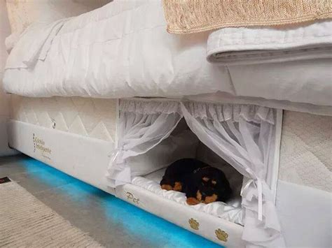 Box Spring Pet Beds Dog Bed Design