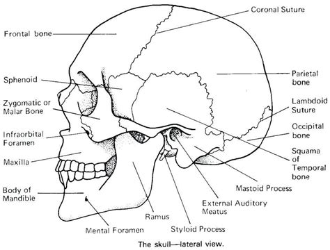 34 Blank Skull Diagram To Label Wiring Diagram Niche